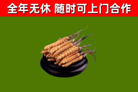 琼海烟酒回收冬虫夏草.jpg