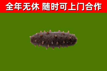 琼海烟酒回收干海参.jpg